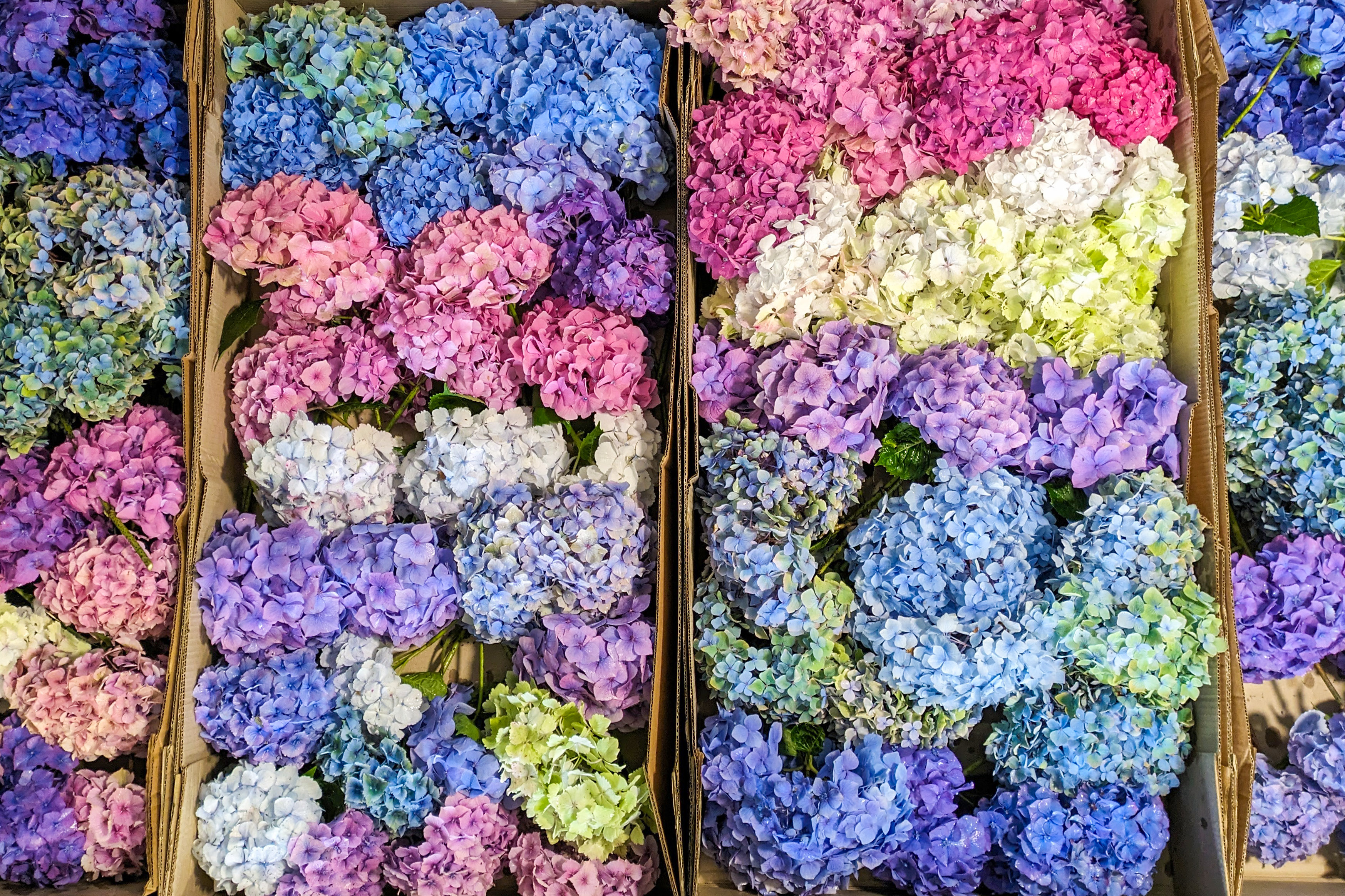 Trebah hydrangea heads