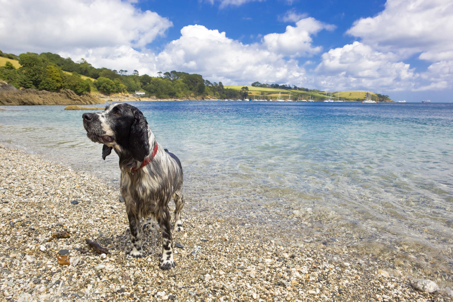 Trebah beach