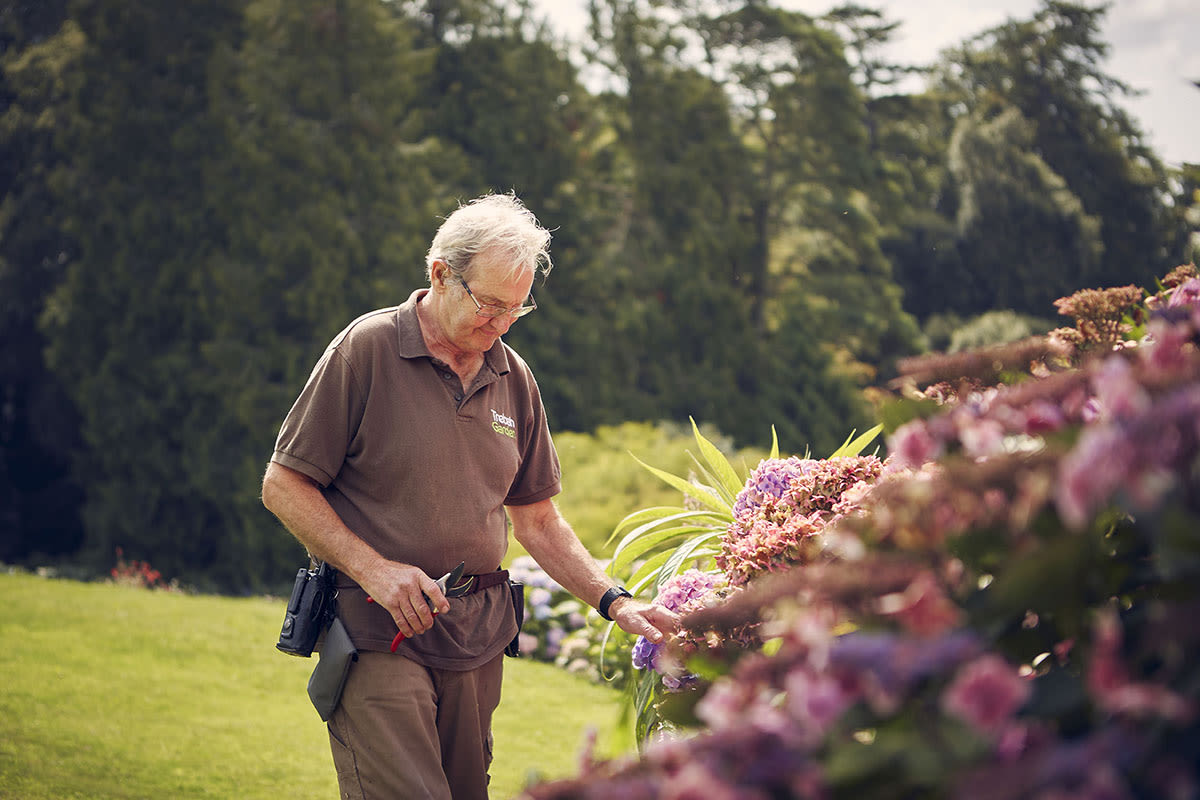 Gardener pruning hydrangeas