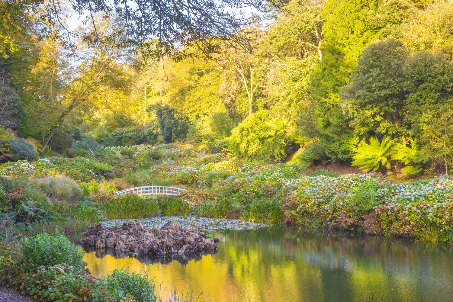 Pond at Trebah garden in autumn