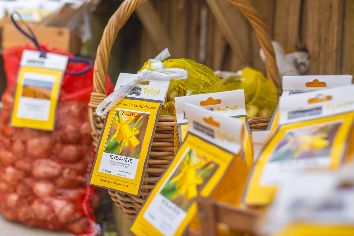 Trebah plant centre bulbs