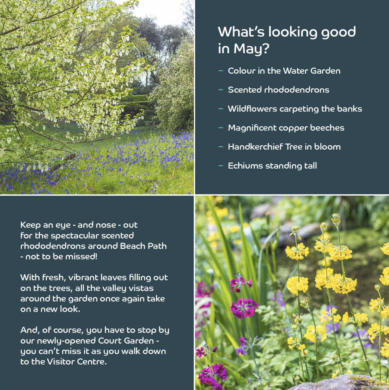 Photos and text of what's looking good in May in Trebah garden