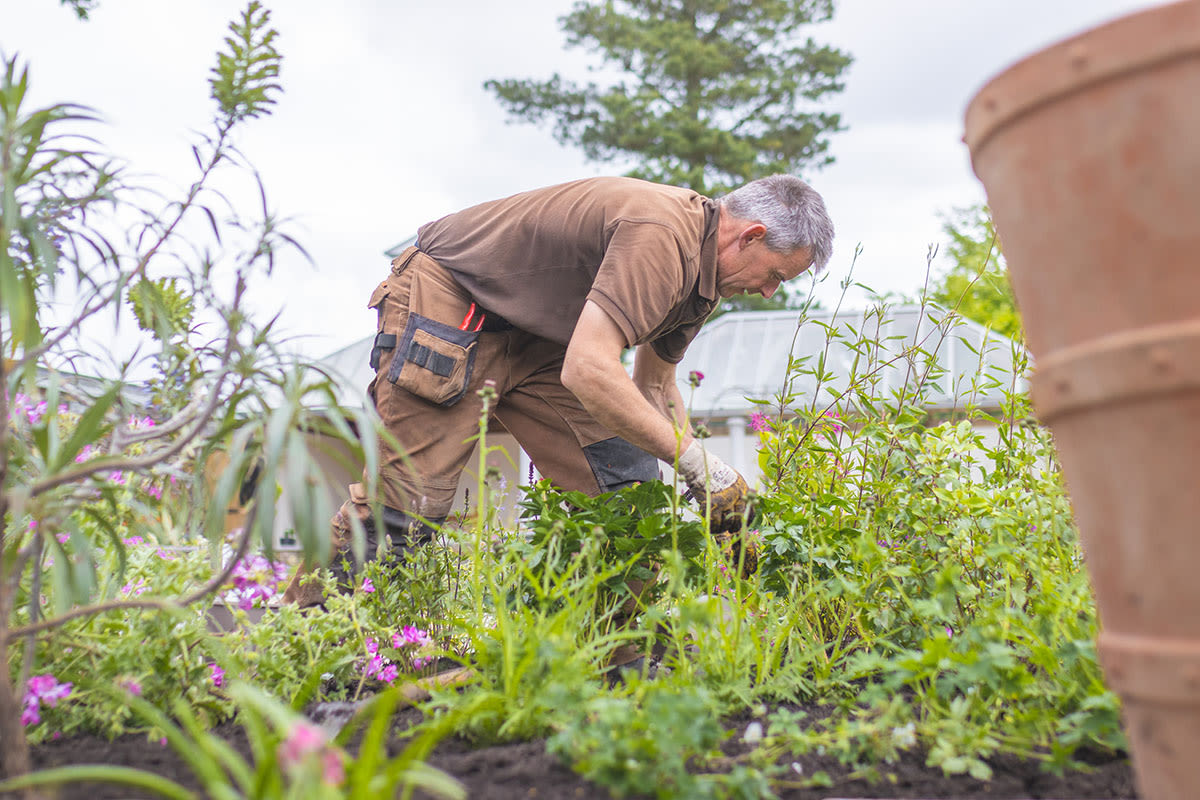 Head Gardener Darren Dickey planting Trebah's Court Garden