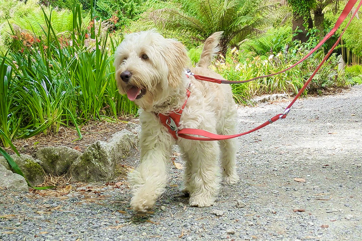 dog at trebah garden