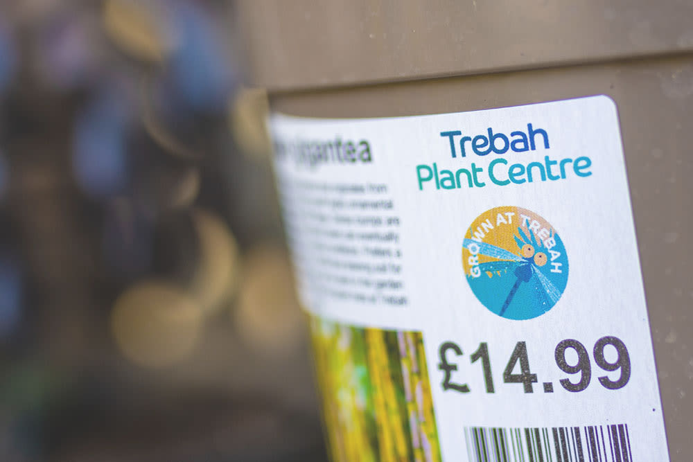 Grown At Trebah plant pot label