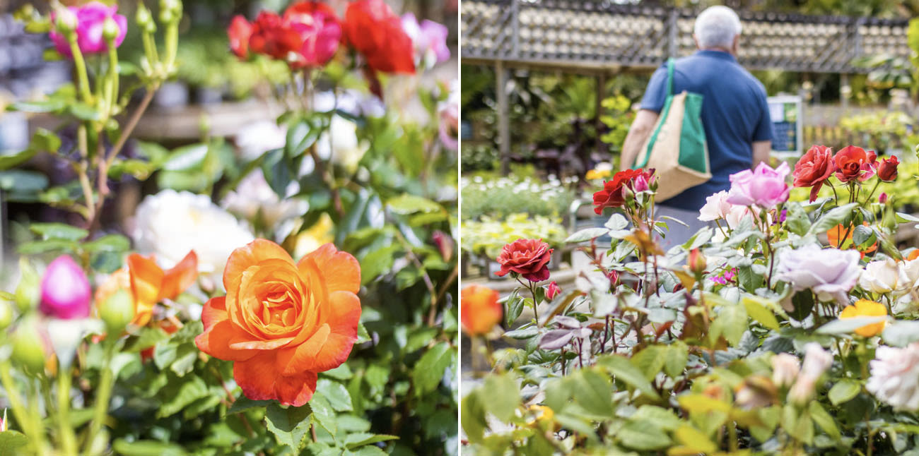 Cornish roses at Trebah Plant Centre