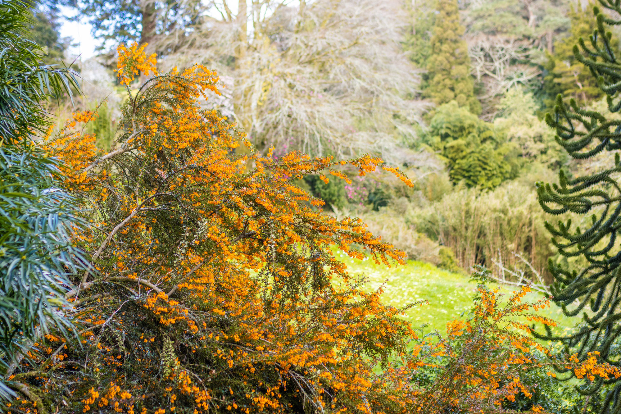 Berberis darwinii