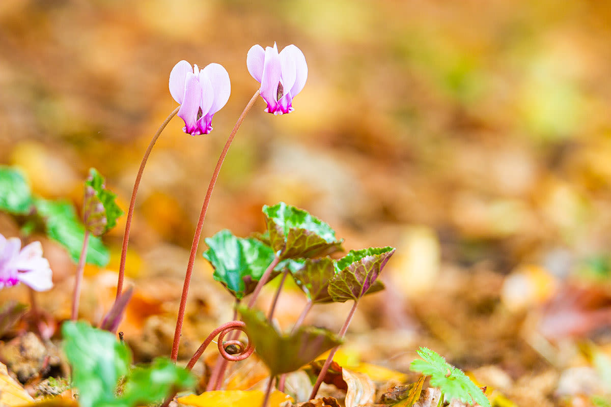 Cyclamen hederifolium