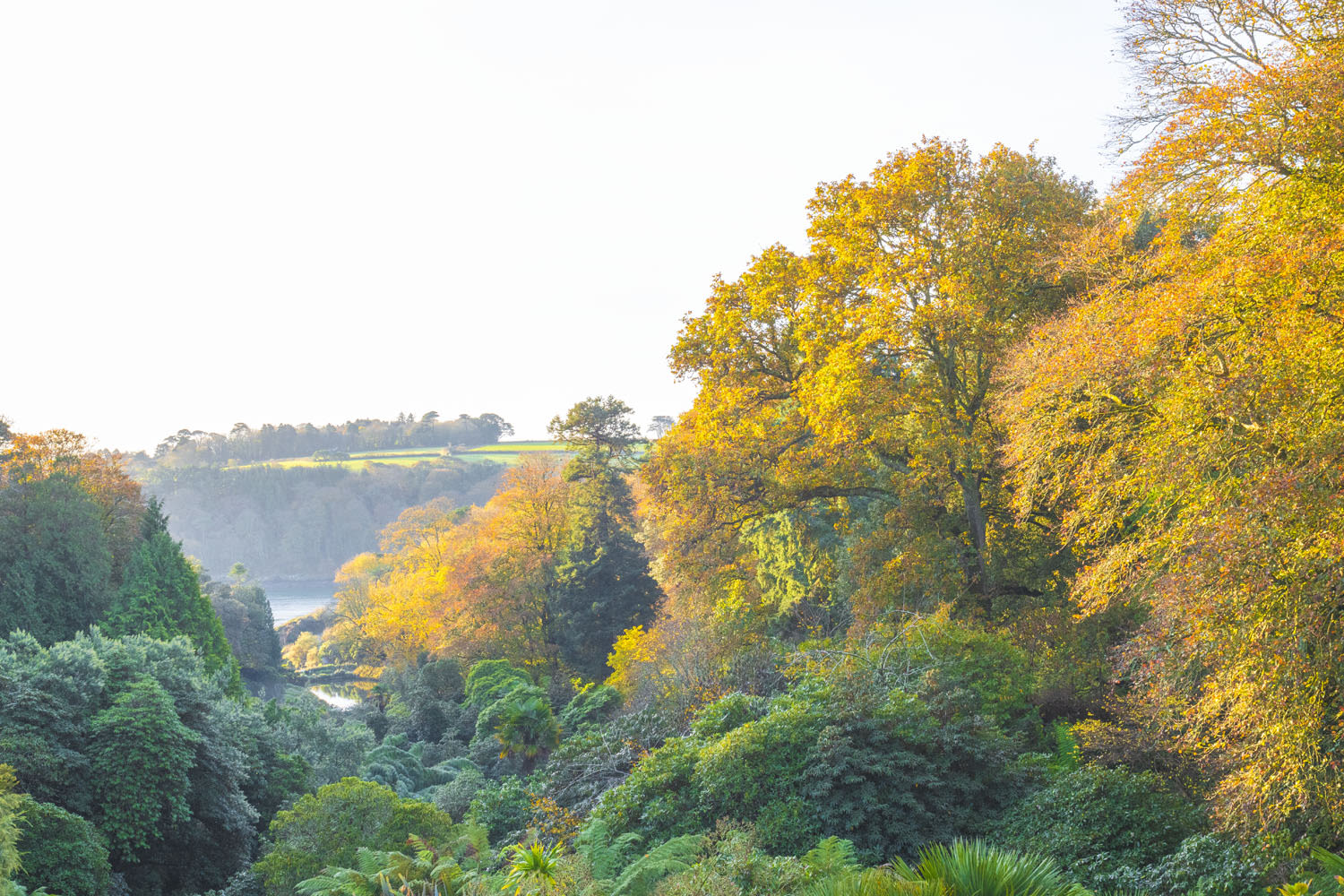 The main valley view at Trebah in autumn