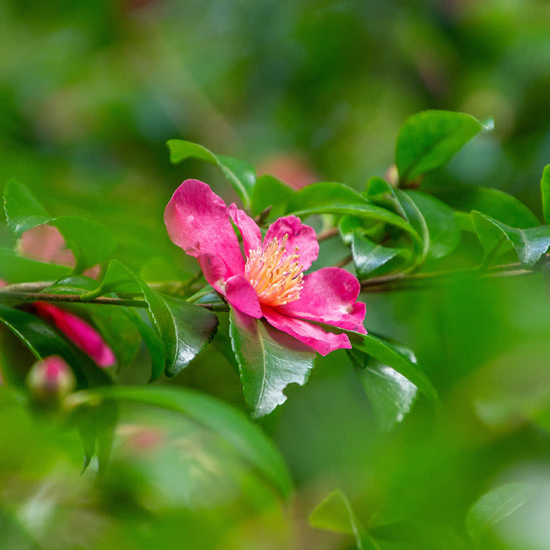 China - In The Footsteps Of Plant Hunters