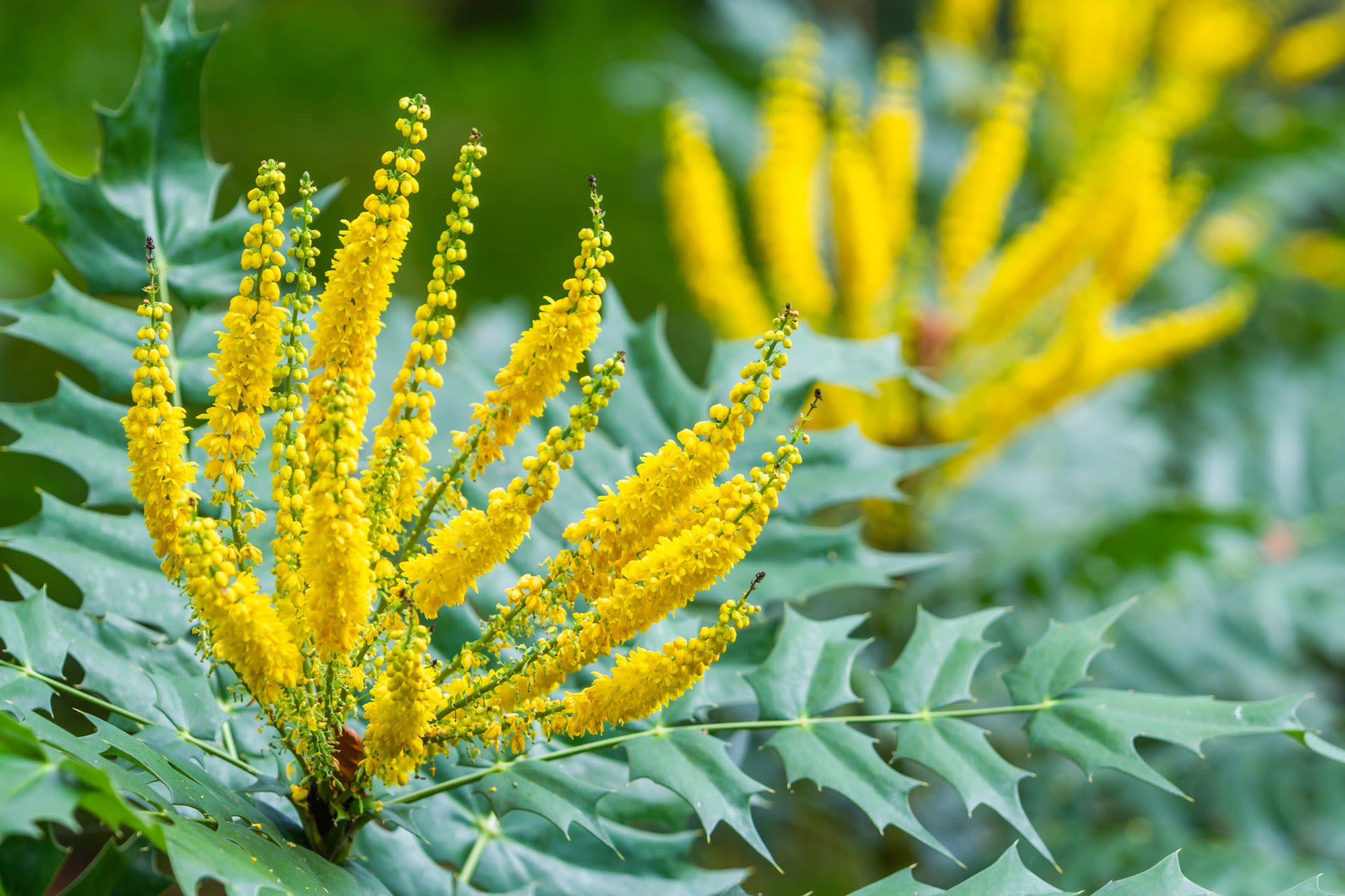 Mahonia x media 'Charity'