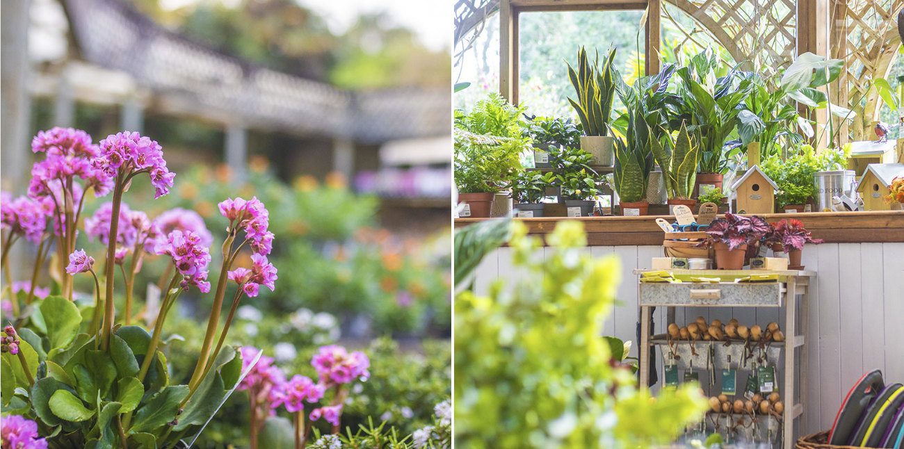 plants in trebah plant centre