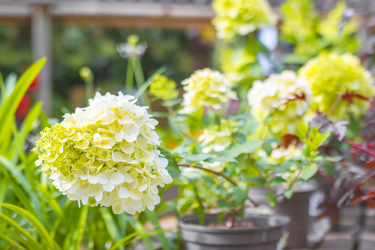 Hydrangeas at Trebah Plant Centre