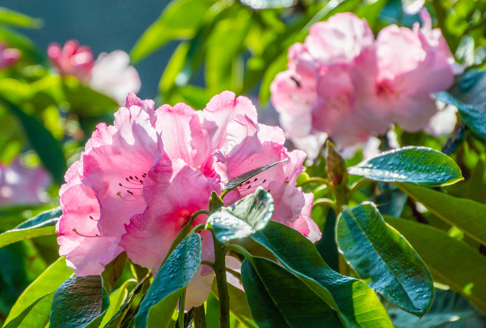 Rhododendron ‘Trebah Gem’ at trebah