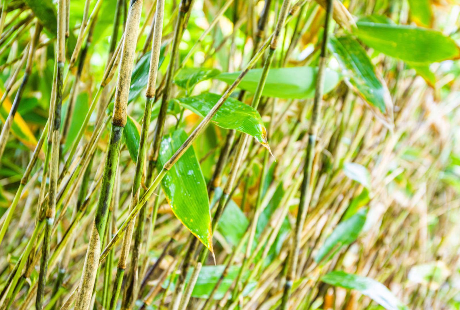 Sasa palmata f. nebulosa