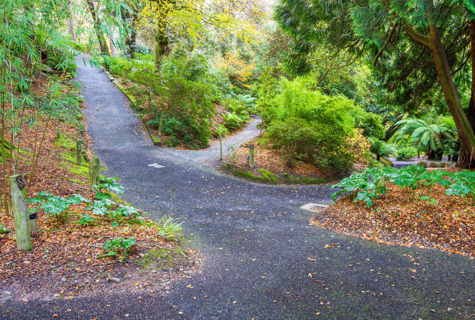 Pathways at trebah garden