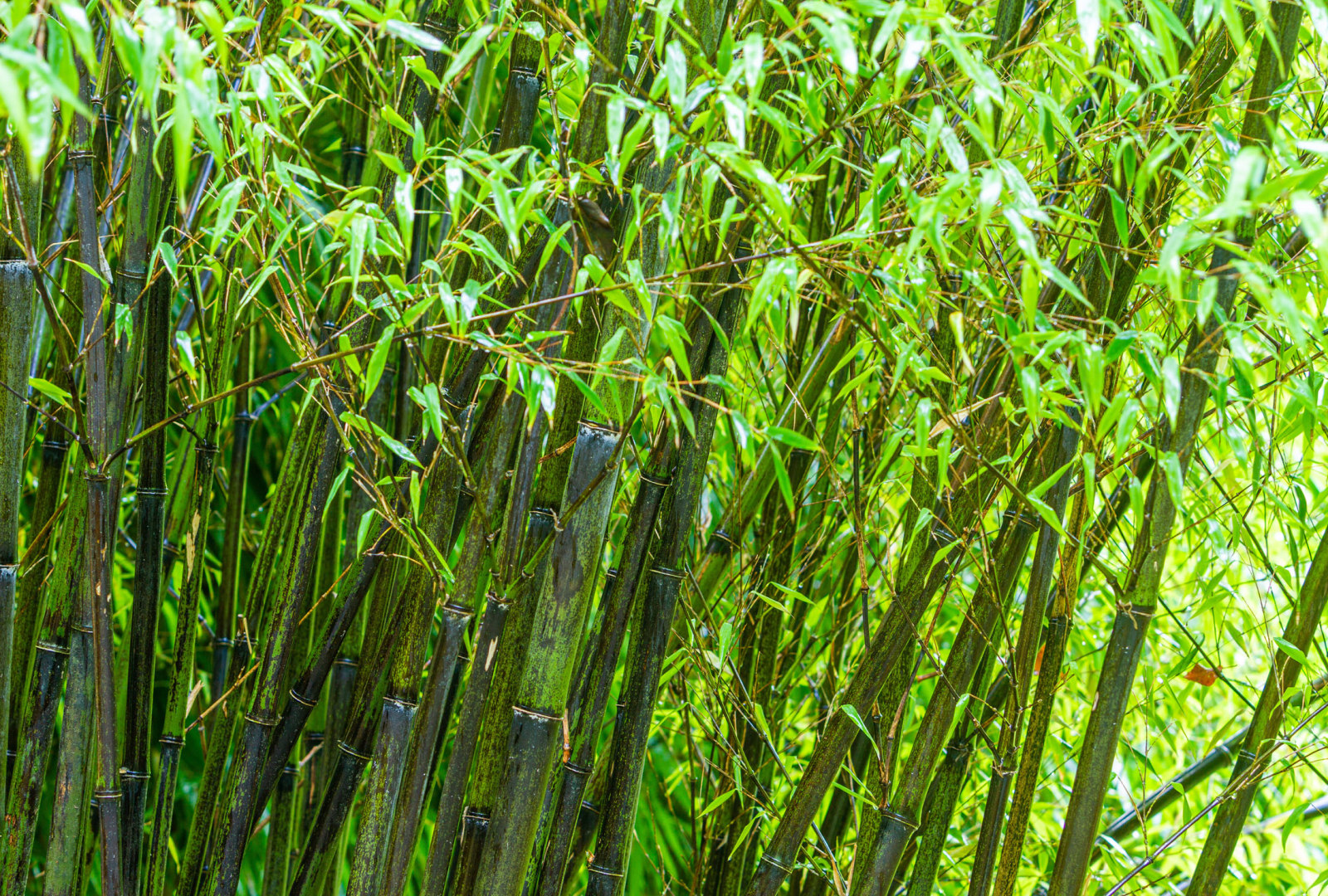 Phyllostachys nigra bamboo at trebah