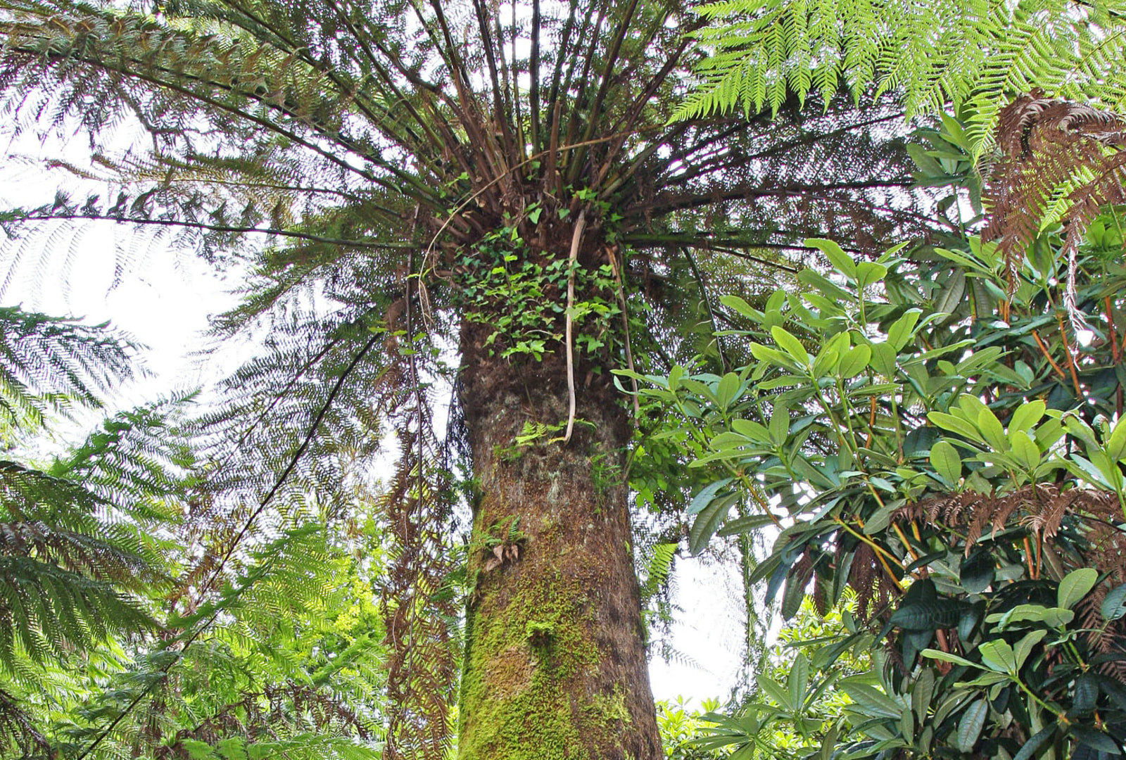 Dicksonia antarctica