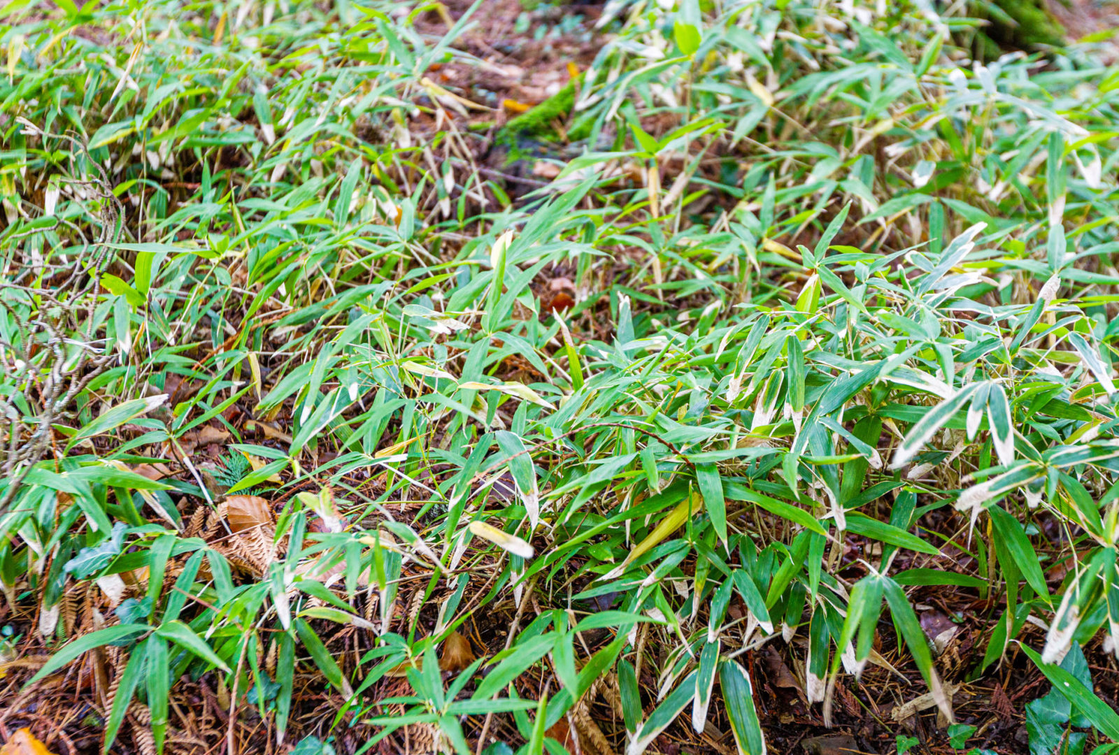 Sasaella ramosa bamboo at trebah