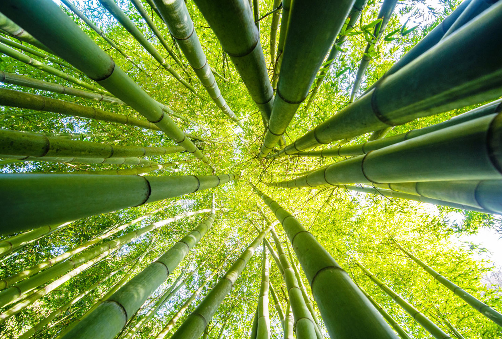 Phyllostachys edulis