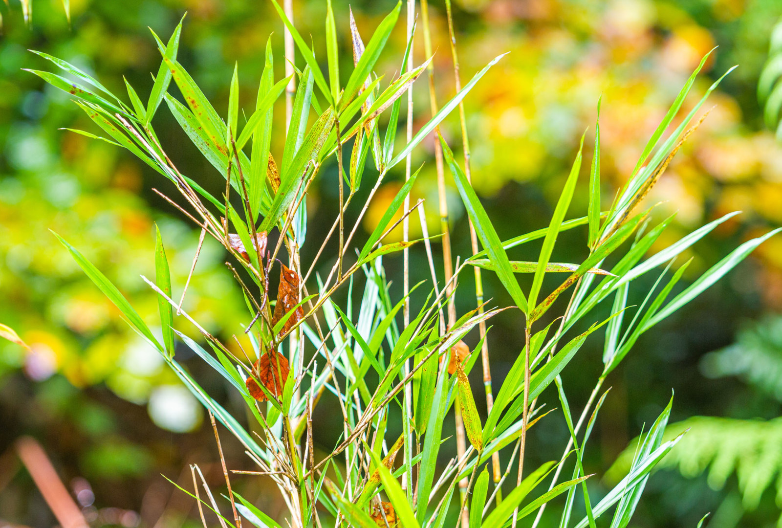 Pseudosasa humilis at trebah