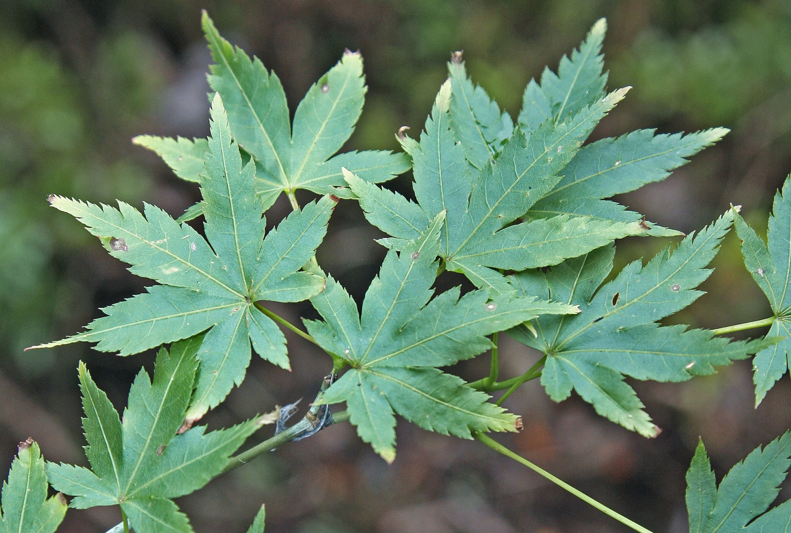 Trebah Garden Acer Palmatum image