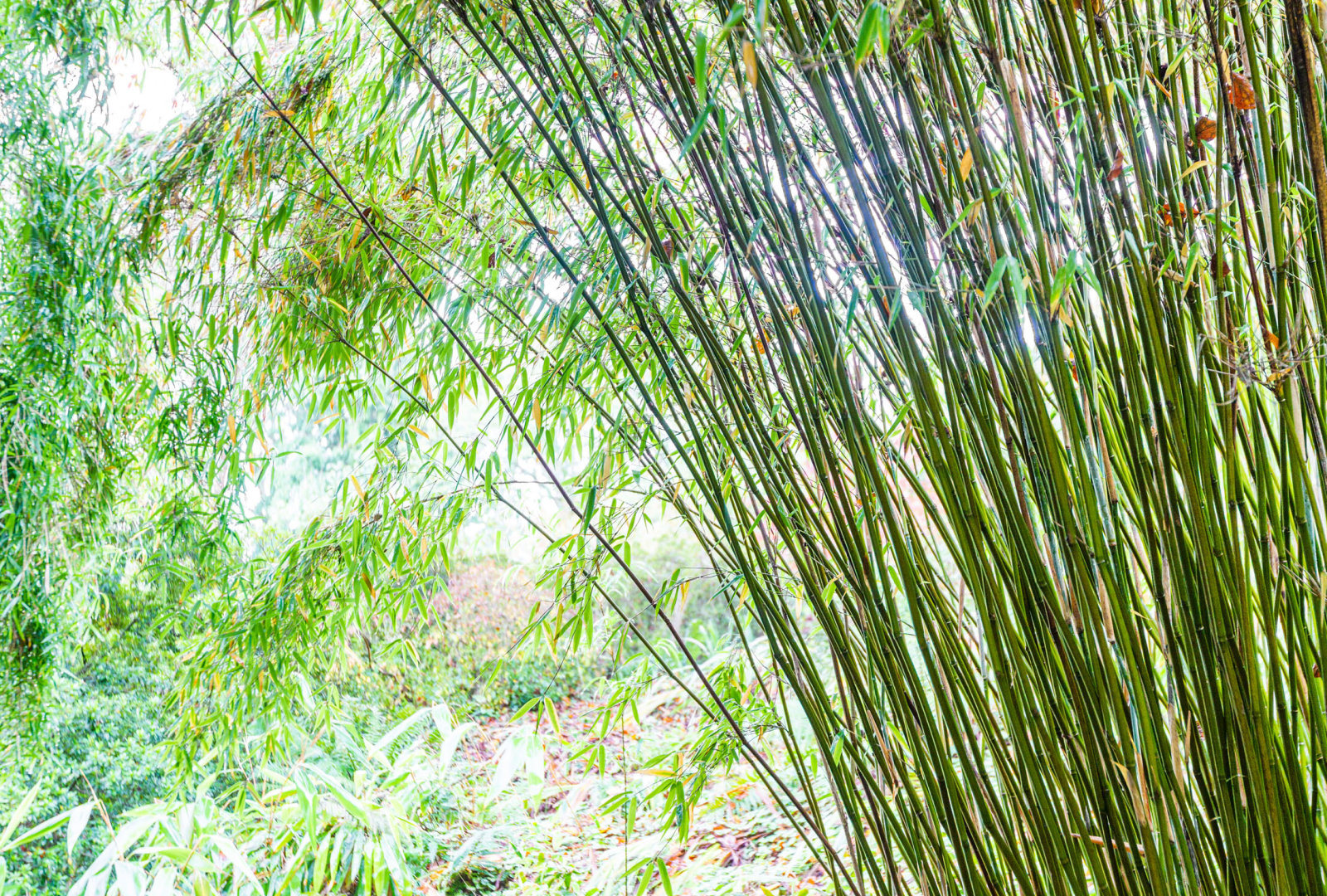 Thamnocalamus spathiflorus bamboo at trebah