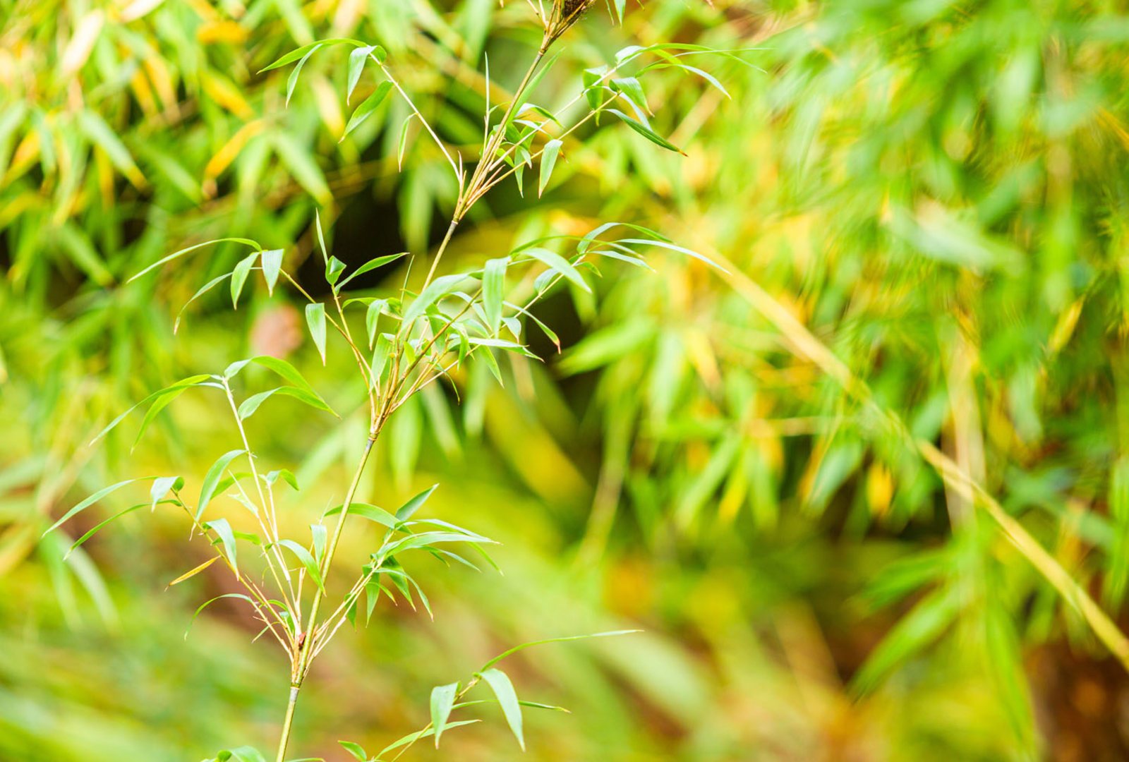 Shibataea kumasasa bamboo at trebah