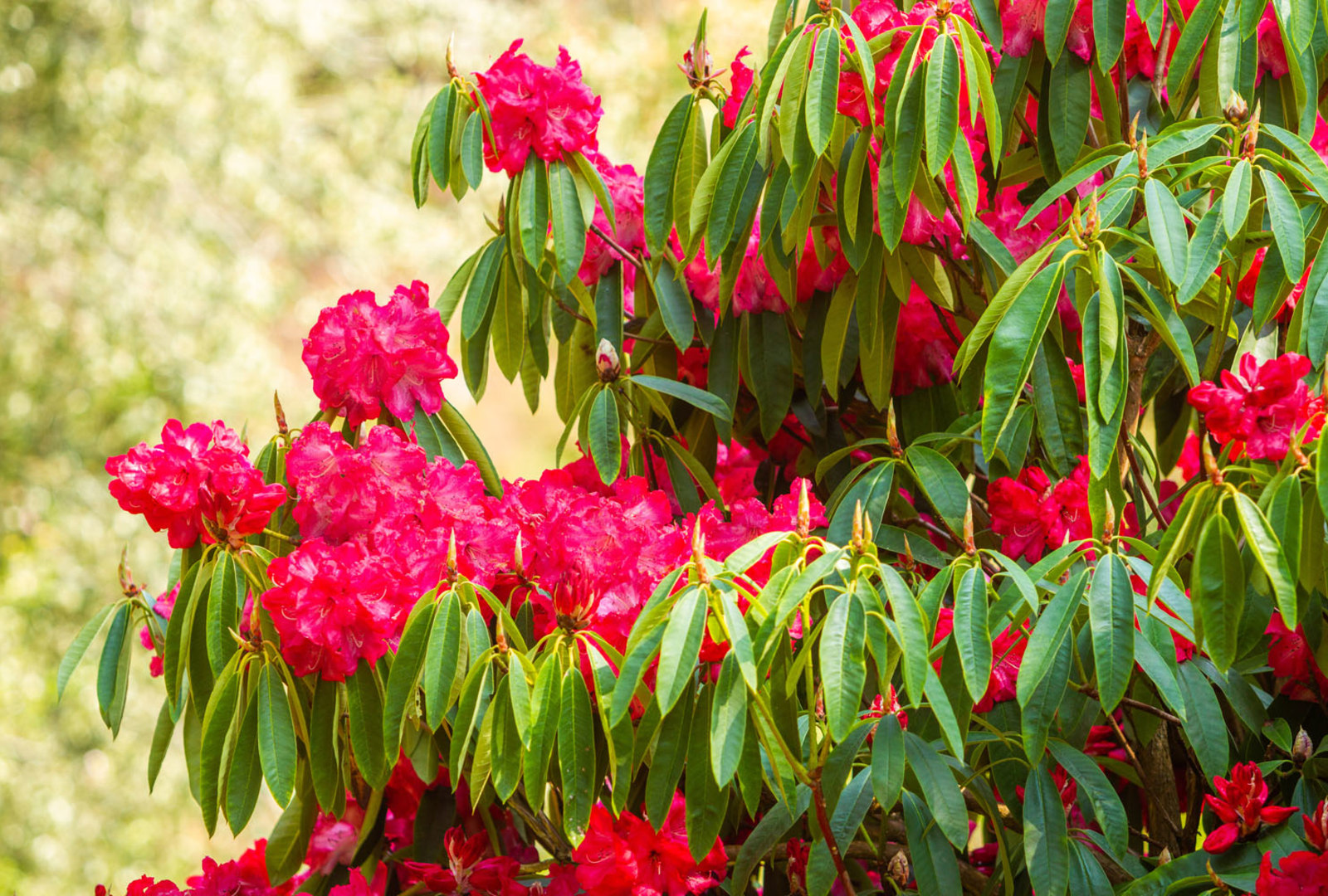 Rhododendron 'Glory of Penjerrick' at Trebah