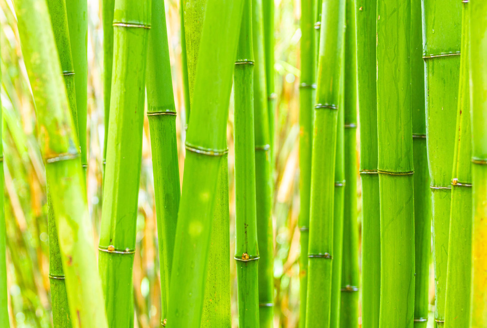 Phyllostachys bambusoides bamboo at trebah