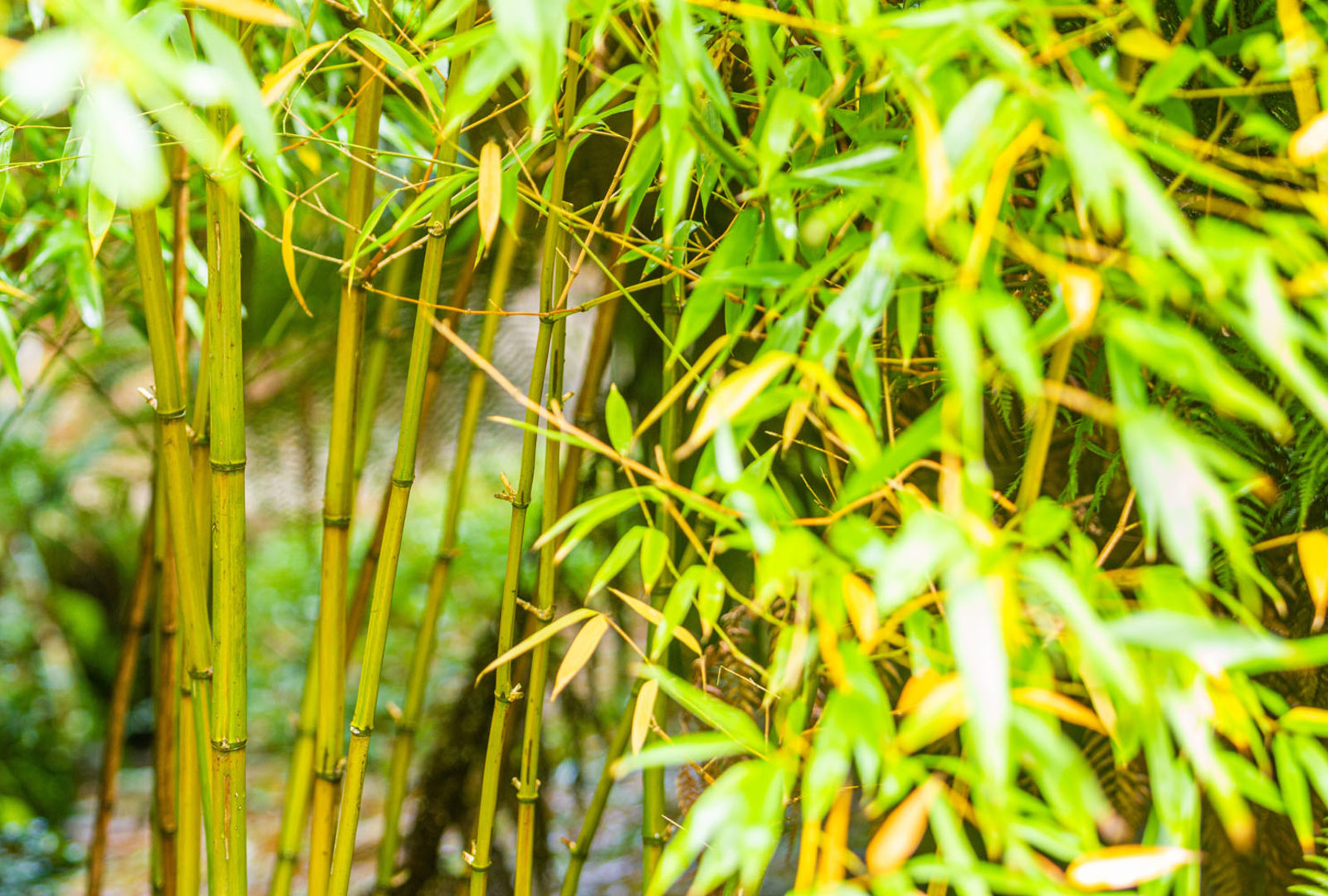 Phyllostachys bambusoides ‘Violascens’ bamboo at trebah