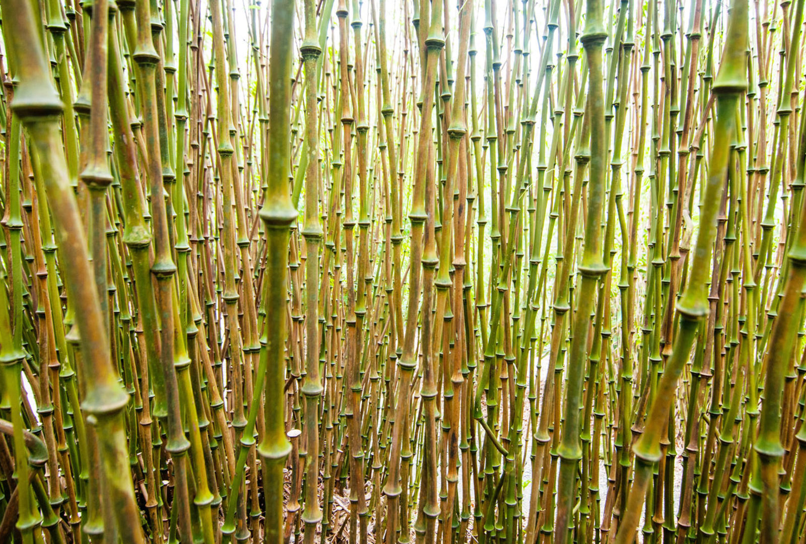 Chimonobambusa tumidissinoda Walking Stick - CBTUM - Bamboo Sourcery  Nursery & Gardens