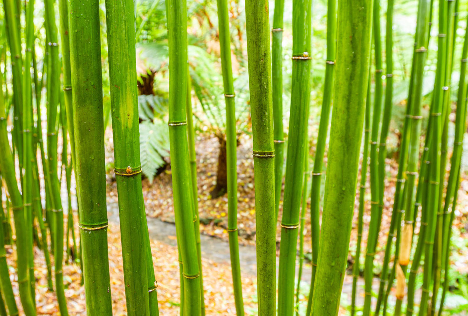 Semiarundinaria fastuosa bamboo at trebah