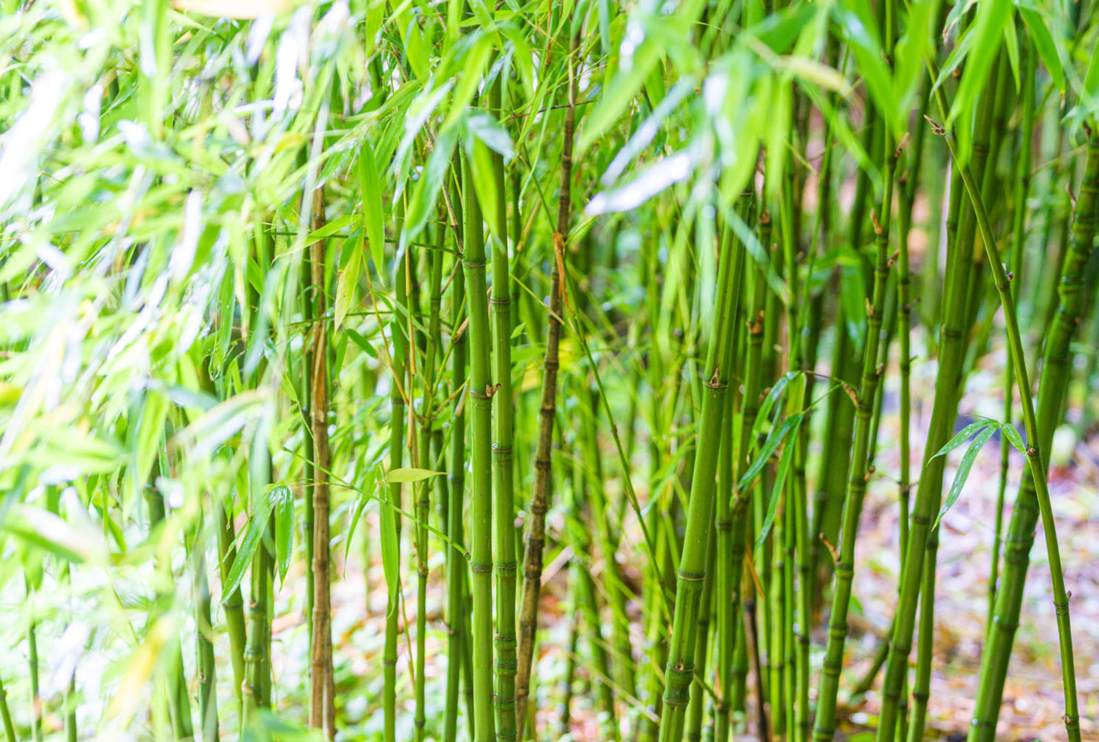 Phyllostachys aurea bamboo at trebah