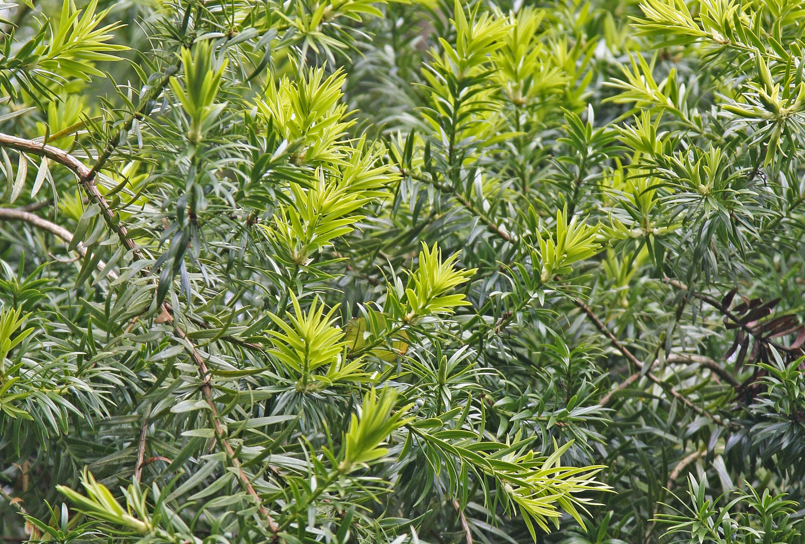 Champion tree Podocarpus macrophyllus var. maki at trebah