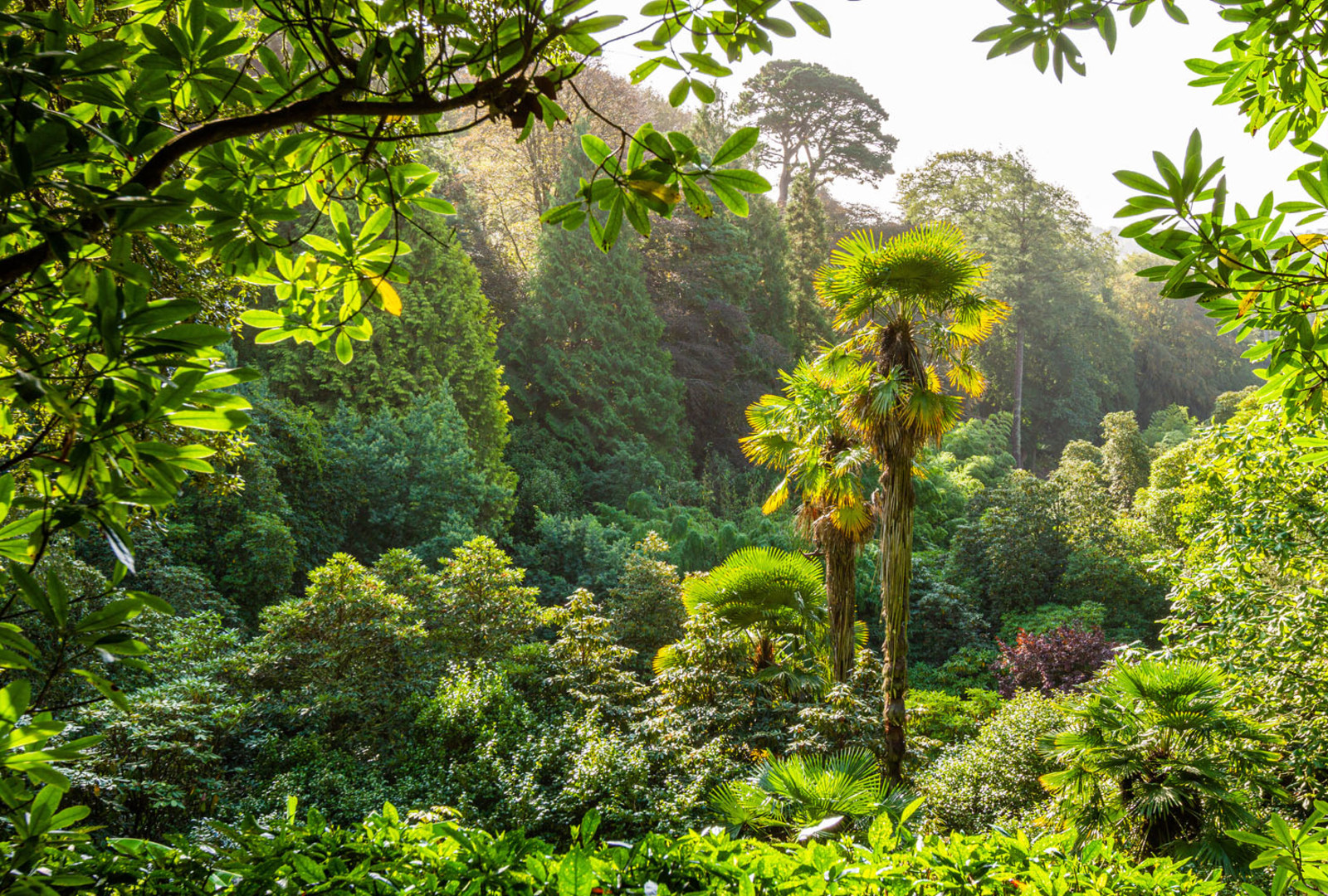 Trachycarpus fortunei at trebah