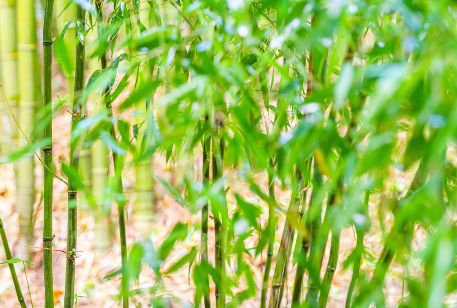 Phyllostachys aureosulcata bamboo at trebah