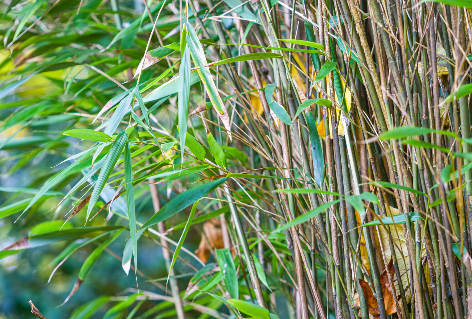 Pseudosasa japonica bamboo at trebah