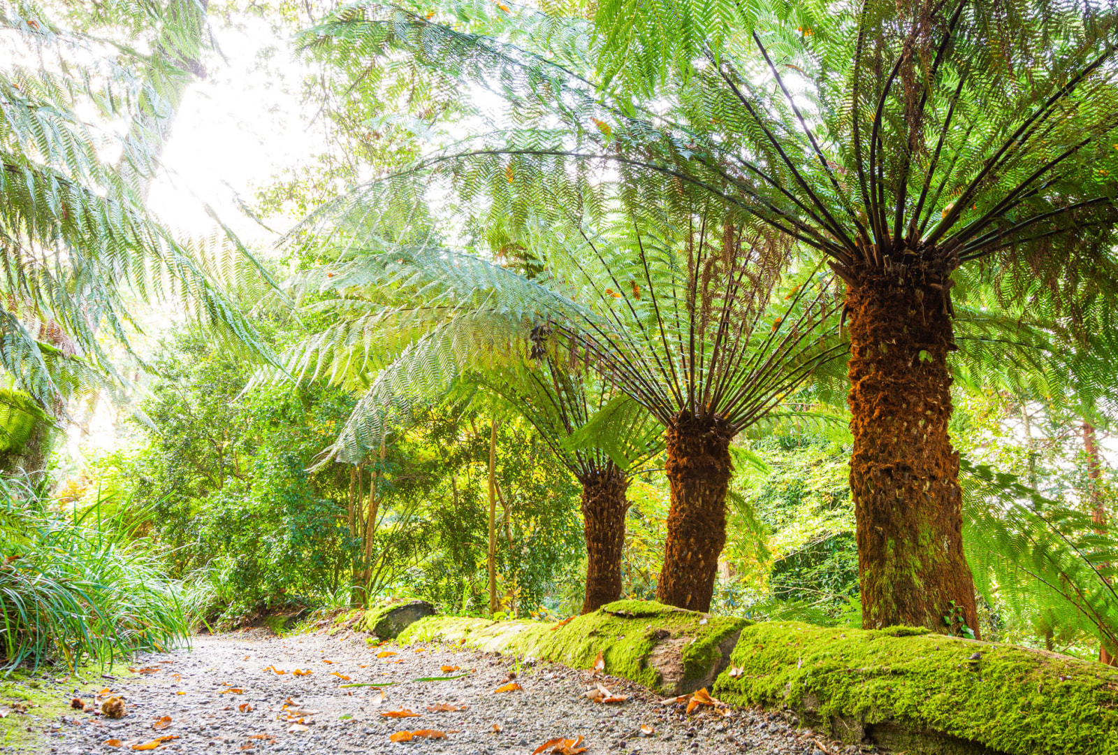 Garden Shade