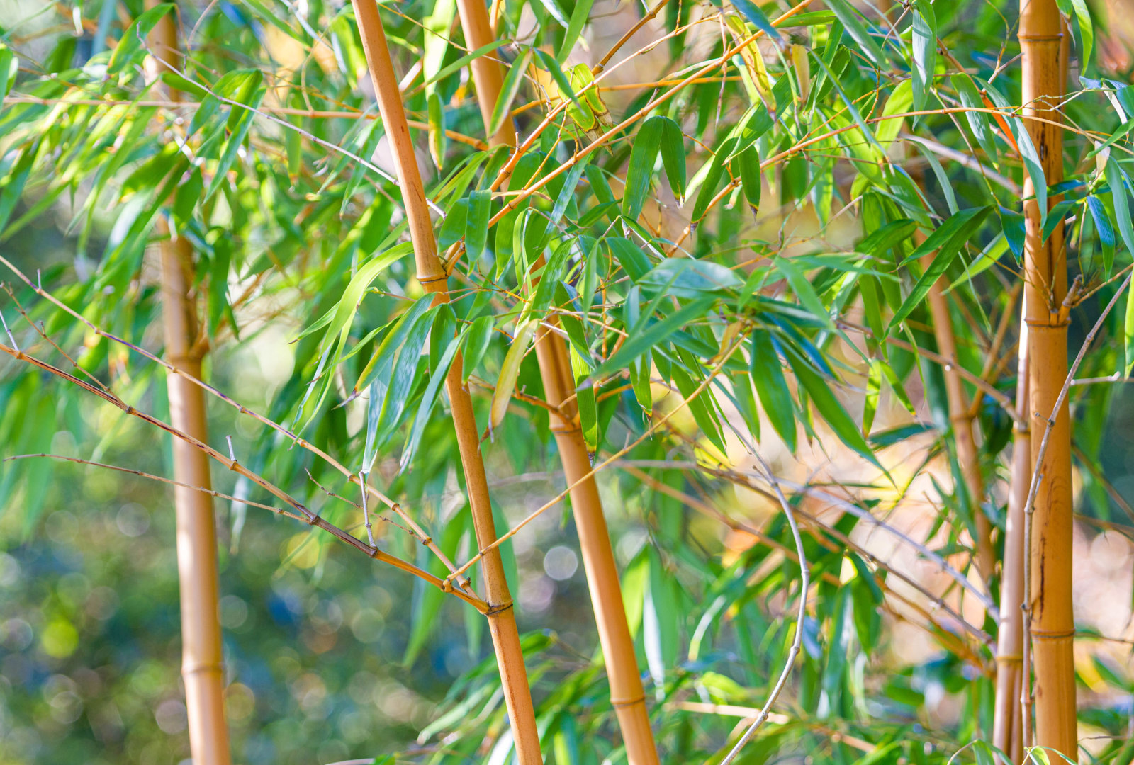 Phyllostachys vivax f. aureocaulis bamboo at trebah