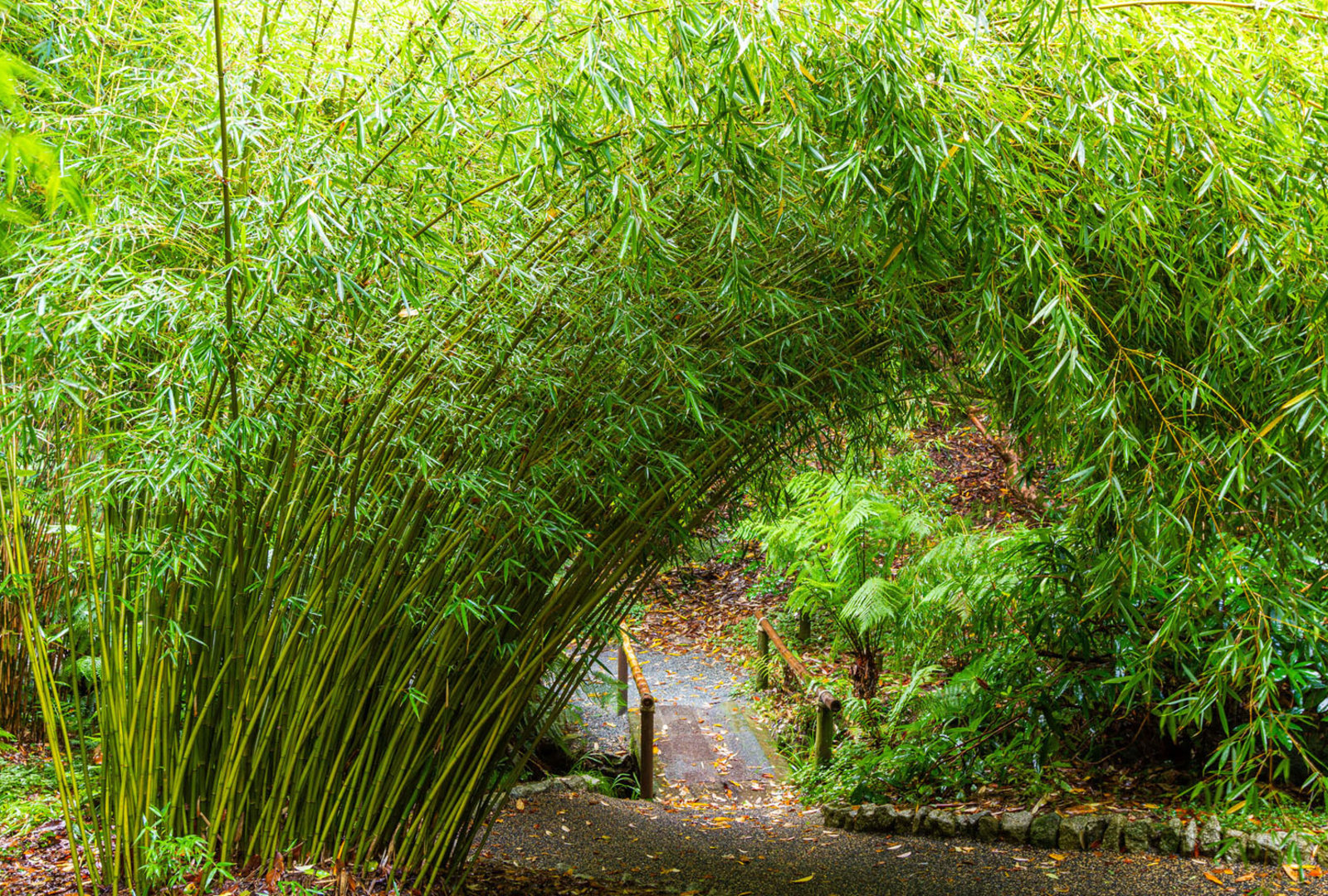 Fargesia robusta at trebah