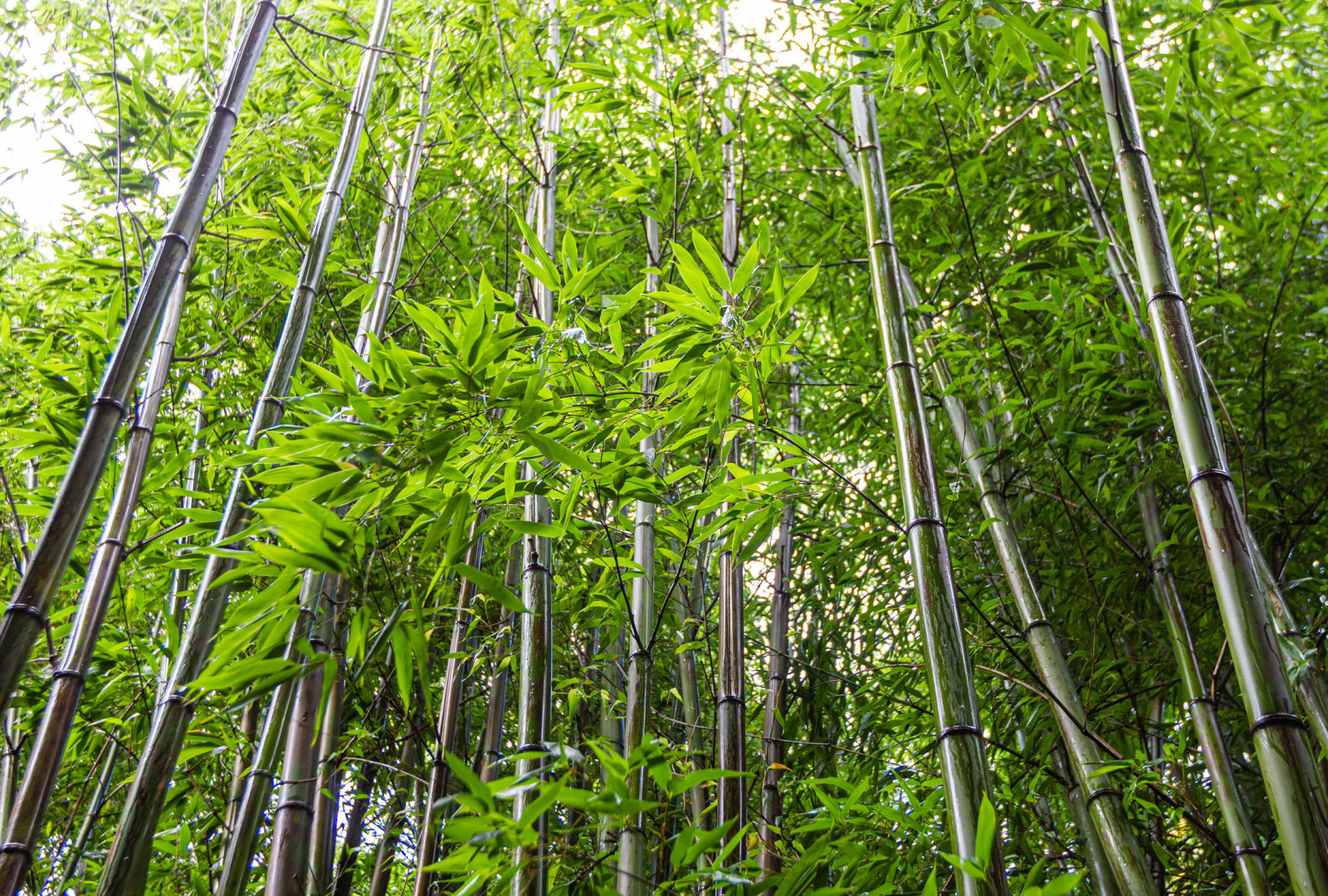 Phyllostachys nigra ‘Boryana’ bamboo at trebah