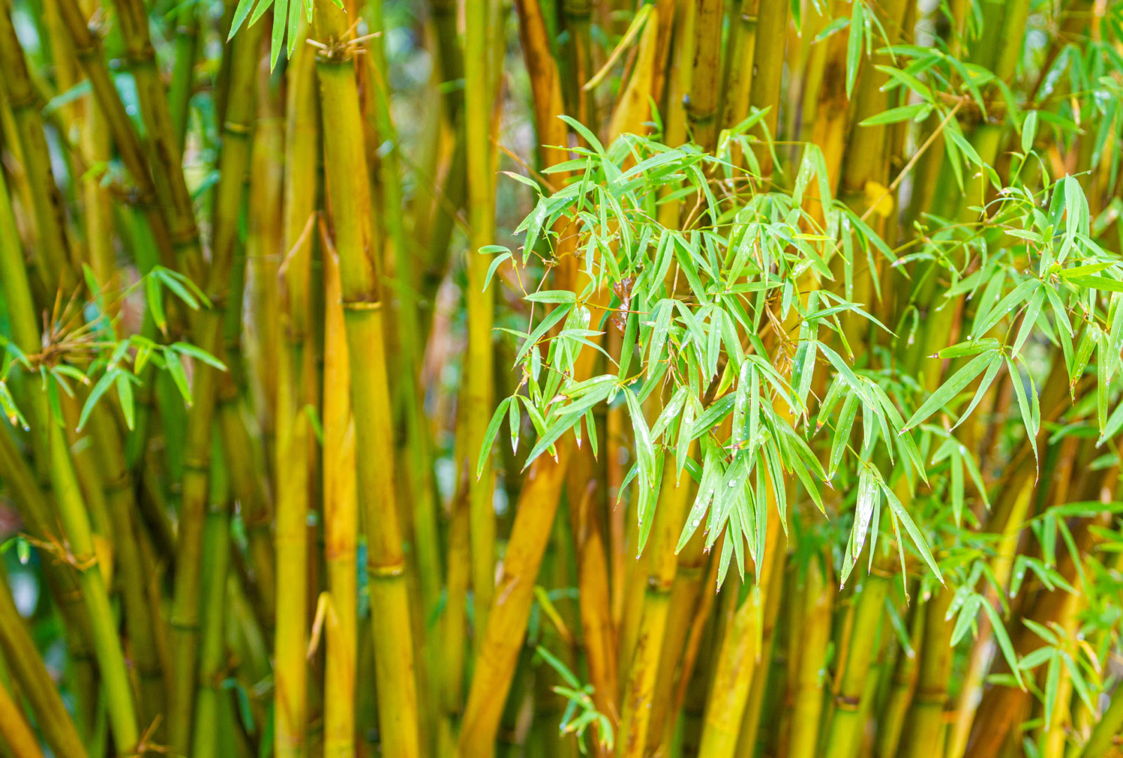 Drepanostachyum | Trebah Garden Cornwall