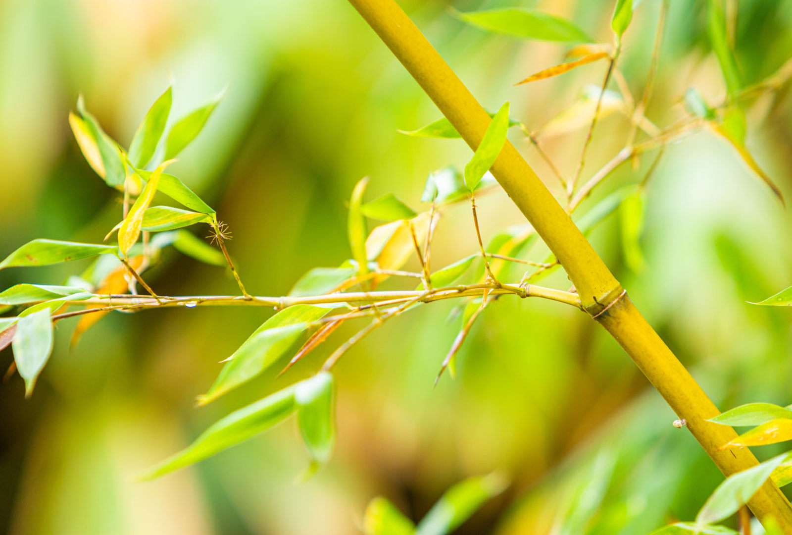 Phyllostachys sulphurea f. sulphurea bamboo at trebah