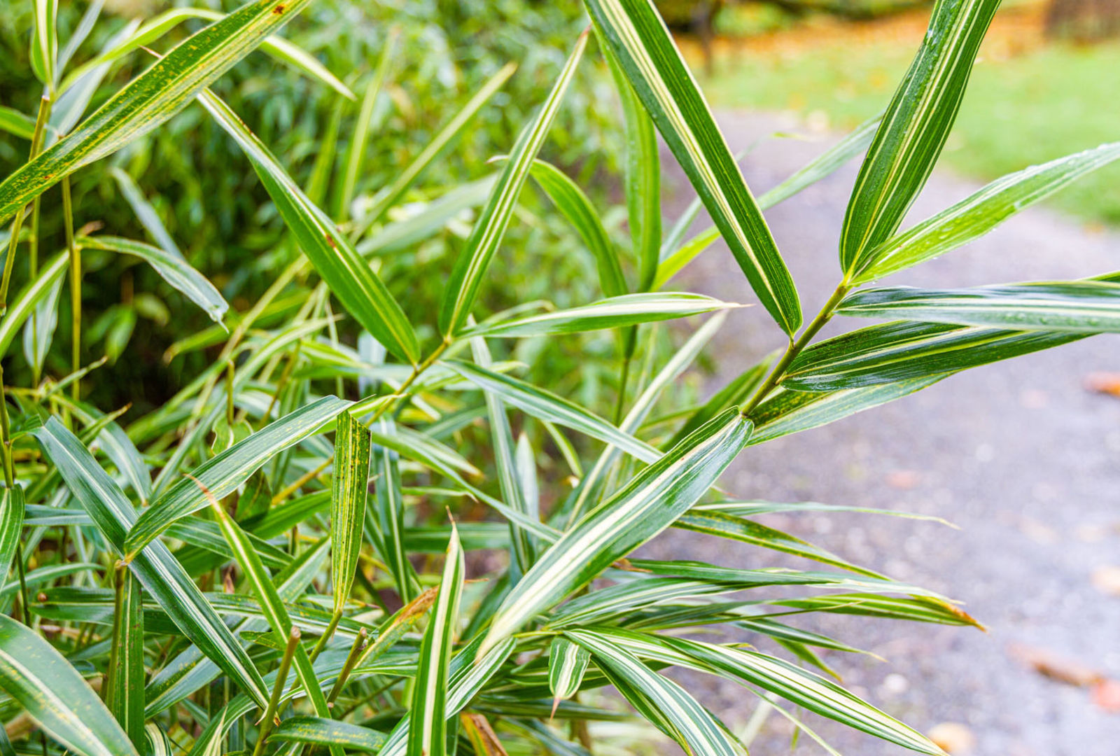 Pleioblastus fortunei bamboo at trebah