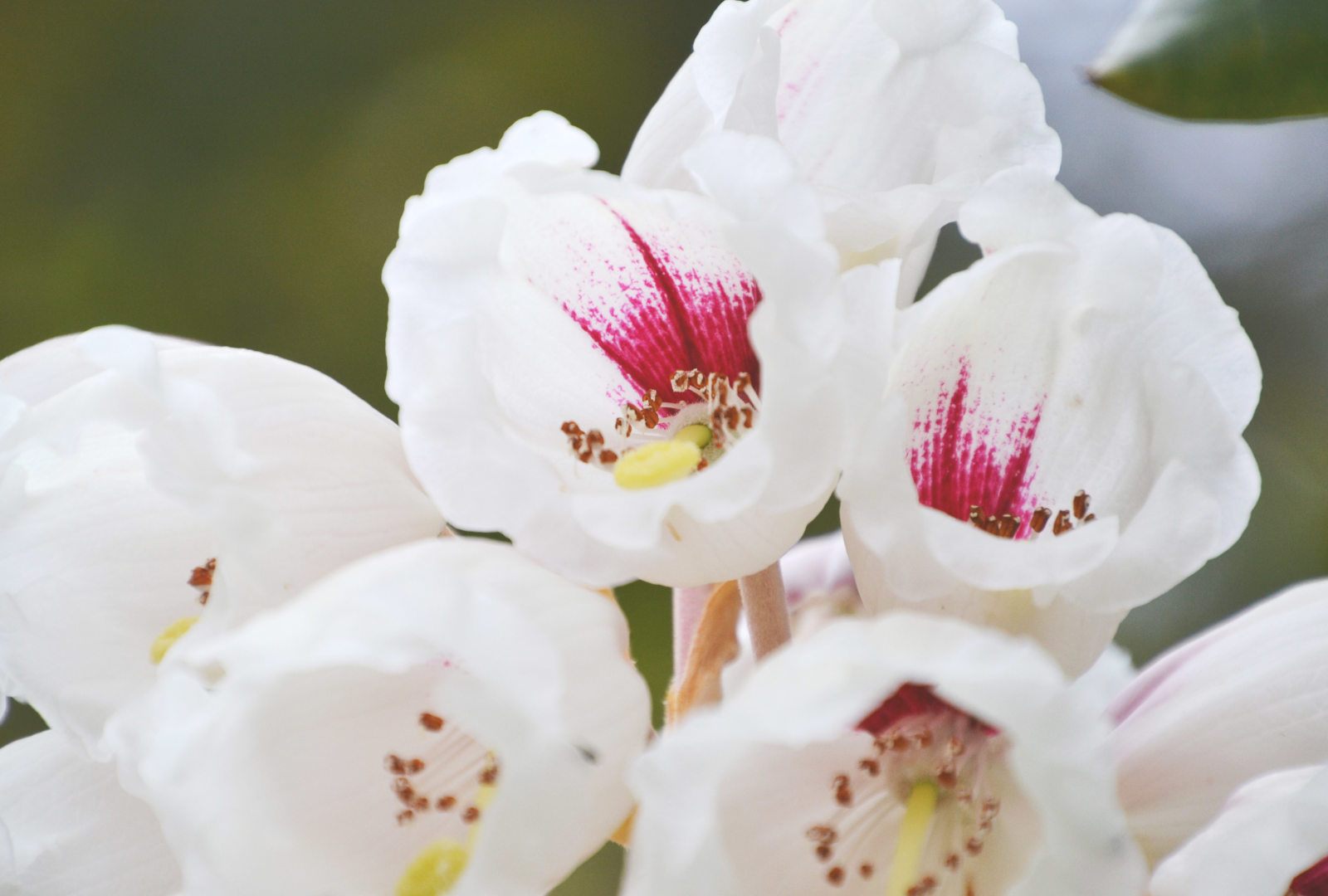 Rhododendron ‘Trebah Gem’ at trebah