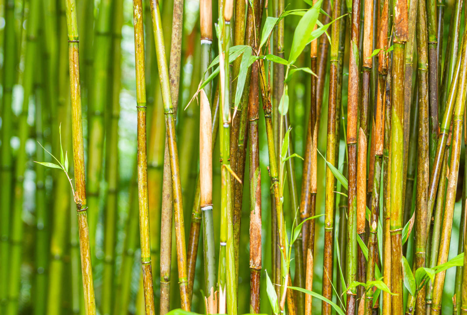 Pleioblastus simonii bamboo at trebah