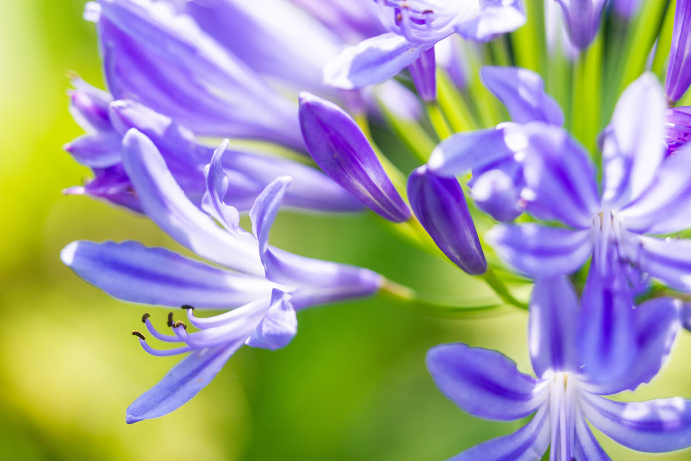 The Agapanthus