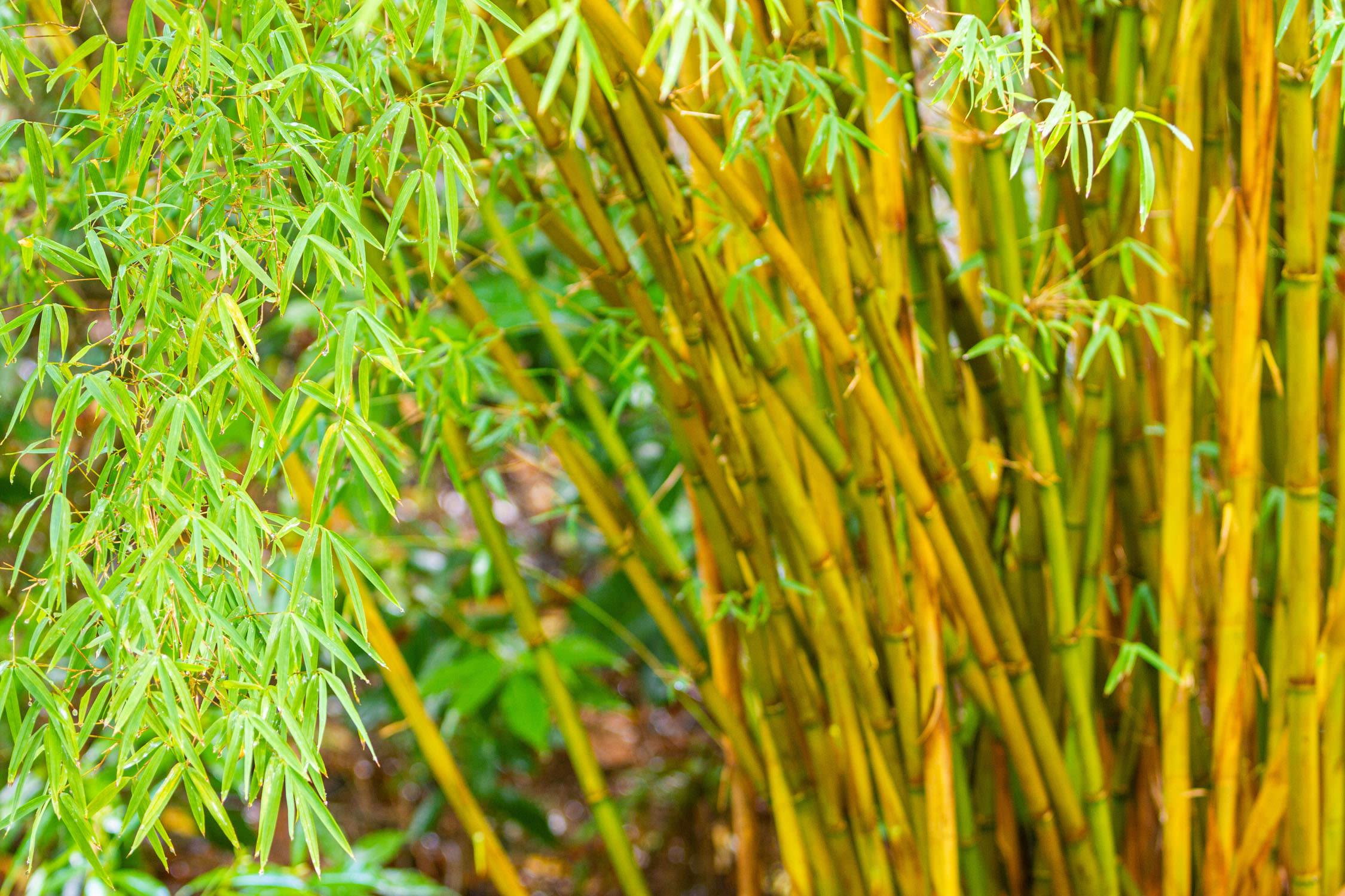 Bamboozle Trebah Garden Cornwall