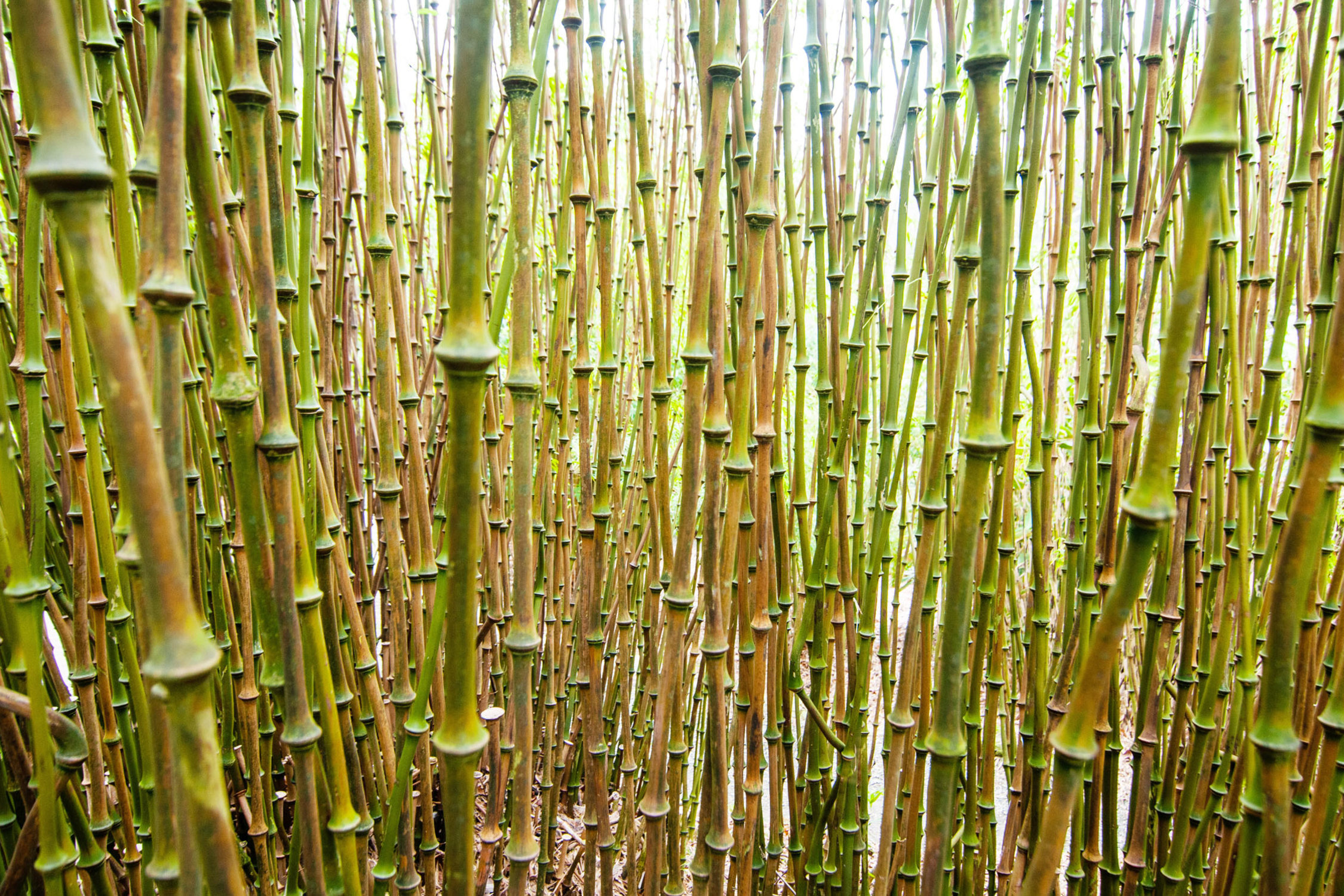 Bamboozle Trebah Garden Cornwall